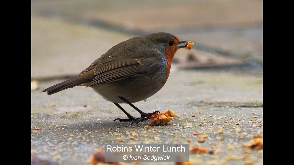 Robins Winter Lunch